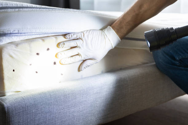 Best Wasp Removal Services  in Cleona, PA